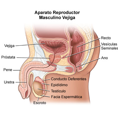 perfiles hembra vaginal perfiles hembra vaginal